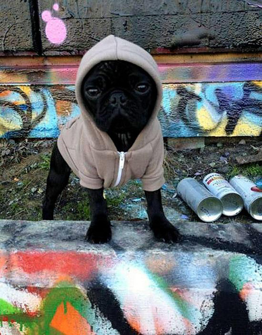 Hooded Vandal.